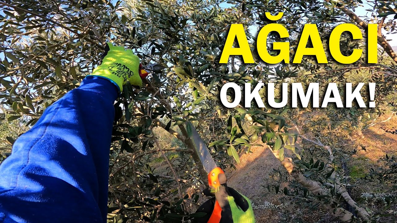 10 Yaşındaki Zeytinleri Buduyoruz || Zeytin Budama Rehberi