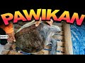 Part 2 - Nakahuli ng Pawikan ang Raptor Boys