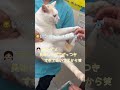 推しにめっちゃ貢いでるのに、全然懐いてくれないし、触らせてくれない【病院猫のほっぺ太郎】#shorts