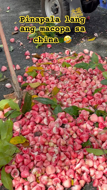 Scattered Macopa on the street 😱 #trending #viralshort #fruits #waxapple #asmrsounds #omg