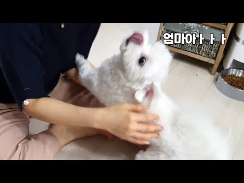 집에 한시간 <strong>혼자</strong> <strong>두고</strong> 나갔다 왔을때 <strong>강아지</strong> 반응ㅋㅋㅋㅋㅋㅋ
