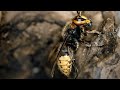Hornet Colony Life Cycle