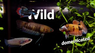 Wild Betta Fish | Not Your Everyday Bettas