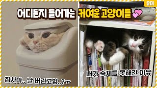 들어갈 수 있는 곳이라면 어디든지 들어가는 커여운 고양이들♥ㅋㅋㅋㅋㅋㅋㅋㅋㅋ