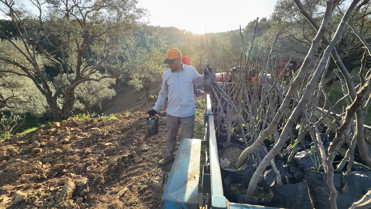 İncir Fidanı Alıp Yeni Yerimize Hep Beraber Dikiyoruz