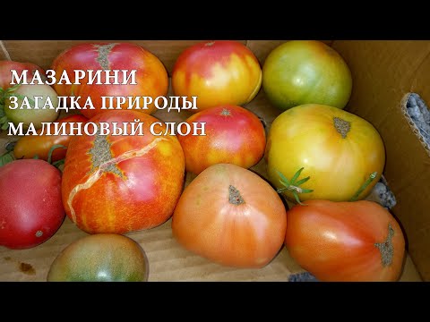 Обзор сортов: Мазарини,