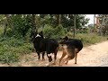 Amazing Single Dogs Breeding In My Country How Dogs Breed In Cambodia