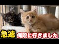 子猫の異変…急遽病院に連れて行きました