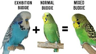 Cross breeding budgies / baby budgies  growth stages