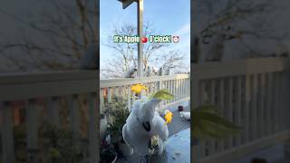 Happy Birds Happy Feet Happy Smile