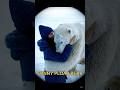 funny and friendly polar bear #polarbear #funnyvideo #cute #polarbearlove #snowbear