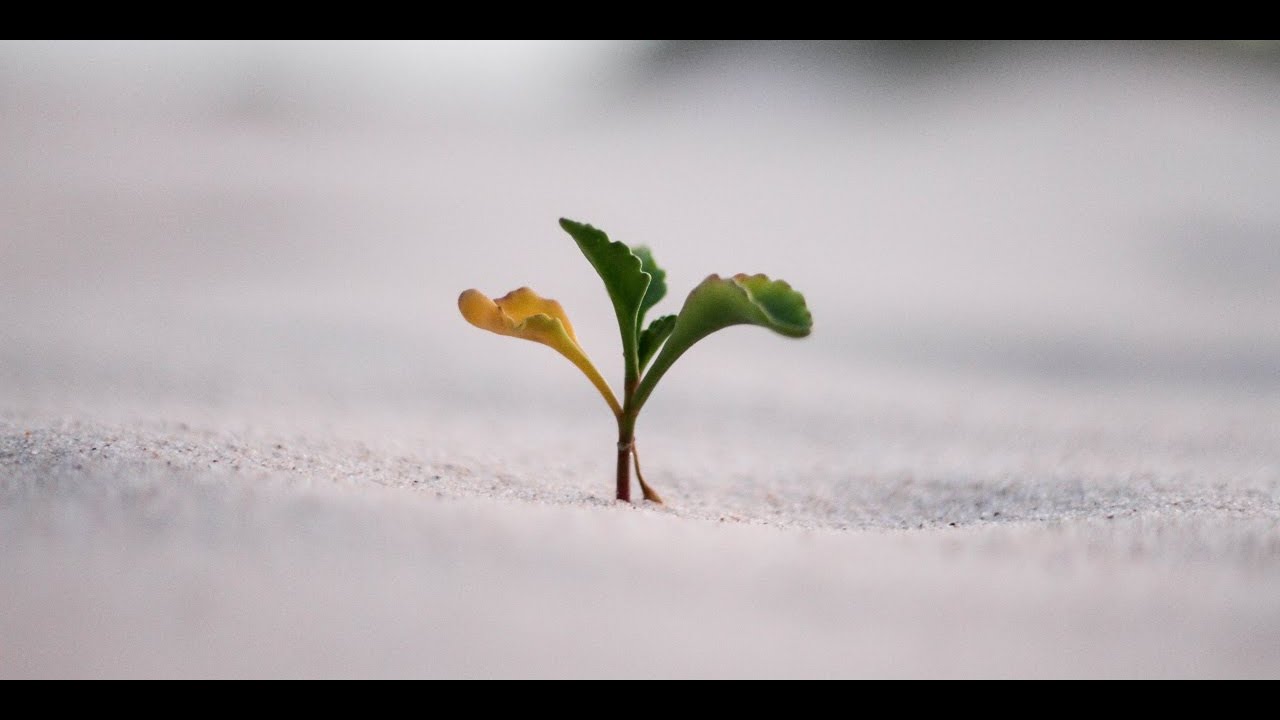 Martyn Drake Seminars: Value Led Growth with Hamish Mackenzie