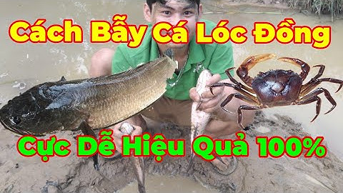 Cách Bẫy Cá Lóc Đồng, Cua, Lươn Đơn Giản Hiệu Quả 100% | Run Vlog