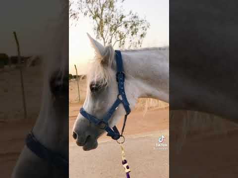 من راح الله يقلعه ماراحت الدنيا معاه مشاري بن نافل