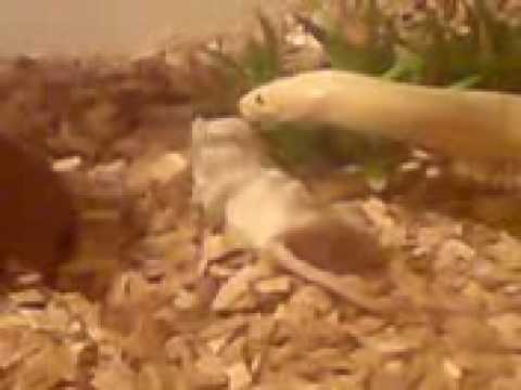 camera iphone 8 plus apk corn snake eating mouse