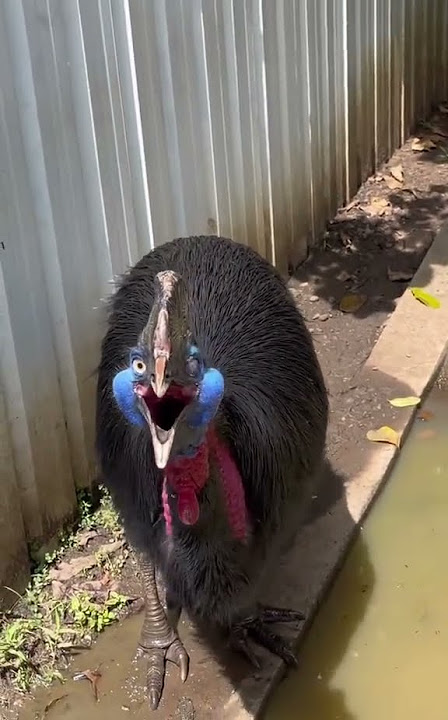 This is a #cassowary, it is recognized as the most #dangerous #bird
