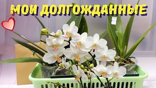 видео: Орхидейной красоты много не бывает! Новые орхидеи картинка: Орхидейной красоты много не бывает! Новые орхидеи
