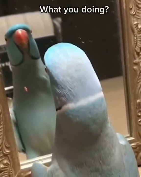 Video burung lucu untuk #story wa