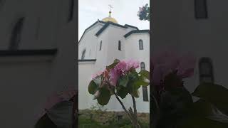Шикарное цветущее дерево в Анапе во дворе храма // 12 апреля 2024 г.