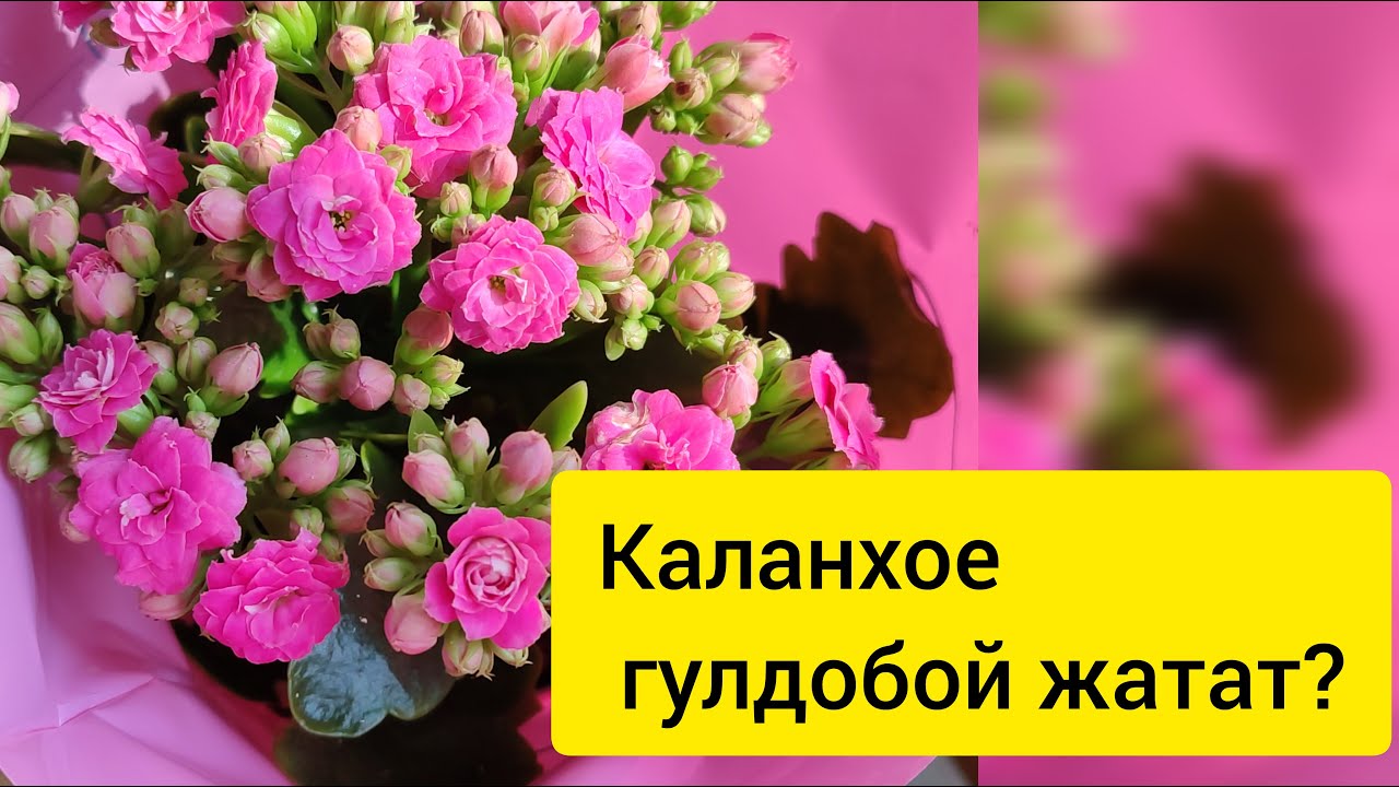 Каланхое гулуно кантип туура кам кором?