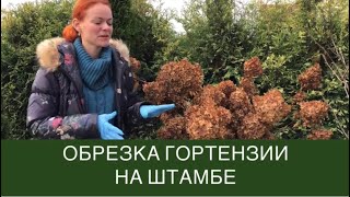 видео: Обрезка гортензии на штамбе картинка: Обрезка гортензии на штамбе