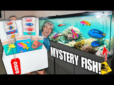 $250 SEA CREATURE Mystery FISH BOX For My SALTWATER AQUARIUM!! (shopping  spree) 