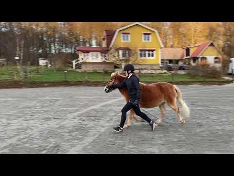 Video: Vad är Skillnaden Mellan Oryol-travarna: Historia, Rasegenskaper, Bilder Av Hästar