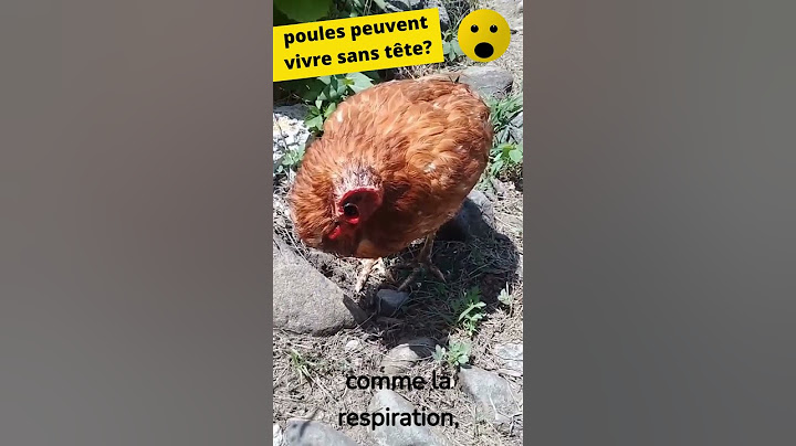 L'incroyable histoire d'une poule sans tête