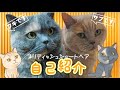2025年度版【自己紹介】はじめまして、ブリティッシュショートヘアのサブとフキです！【高齢猫の自己紹介】
