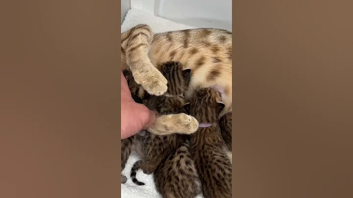 Watch the video about F6 Savannah kittens!🐆🔥 #kittens