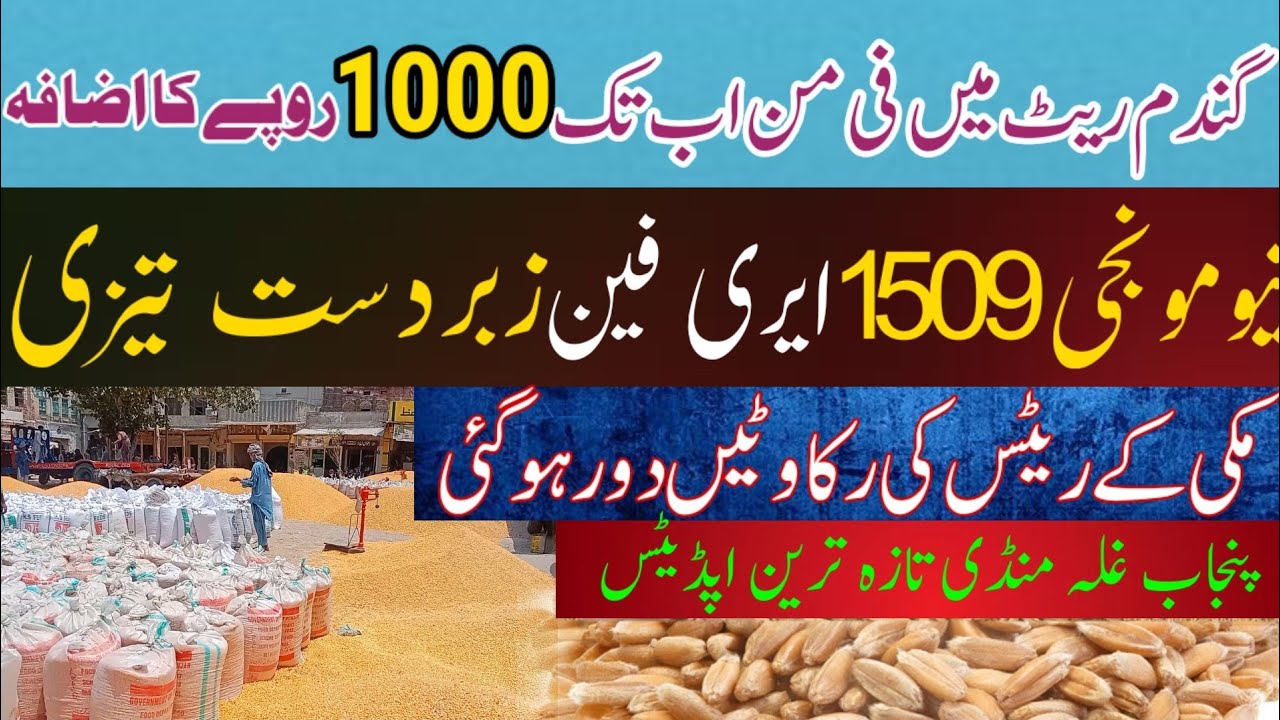 wheat price in Pakistan update today|gandam rate today & Makki rate ...
