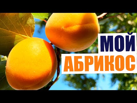 Video: Apricot Moniliosis