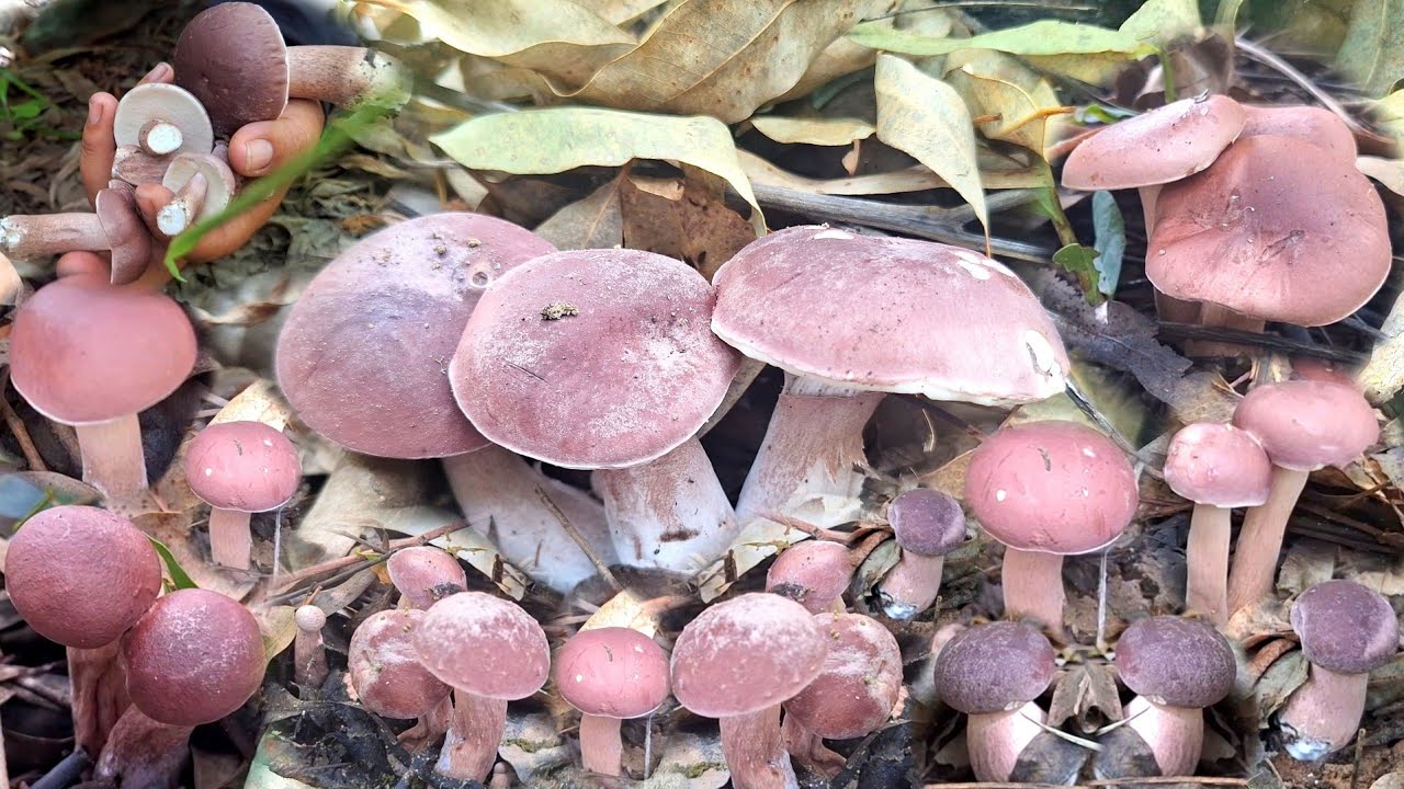 !!หมายใหม่!!โอ้โหเก็บเห็ดขมยูคาเวิงเดียวเต็มกะต่าอะยะหมานๆจ้า