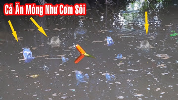 Câu Cá Rô Đồng , Câu Ngay Động Cá Rô Cá Ục Như Cơm Sôi