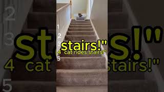 ranking best Pets Forget How to Human... 💀 (Wait for the End!)#FunnyPets #DogLife #AnimalFails