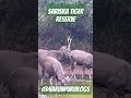 Tiger Reels Trending Sariska Viral Shorts Sambar Deer Tiger Reels Trending Sariska Viral Shorts Sambar Deer