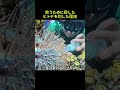 ヒトデに注射する理由、実は人間のせいだった