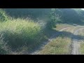 INSANE RABBIT KILL WITH .17 CAL SNIPER RIFLE PERFECT HEADSHOT
