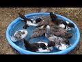 MUSCOVY DUCKS