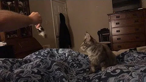 Watch the video about Maine Coon playing fetch