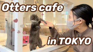 Otters and Hedgehogs Cafe☆ The most fun you will have at an animal cafe in Japan 【Japan vlog】