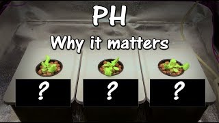 Growing Lettuce With Different PH Levels