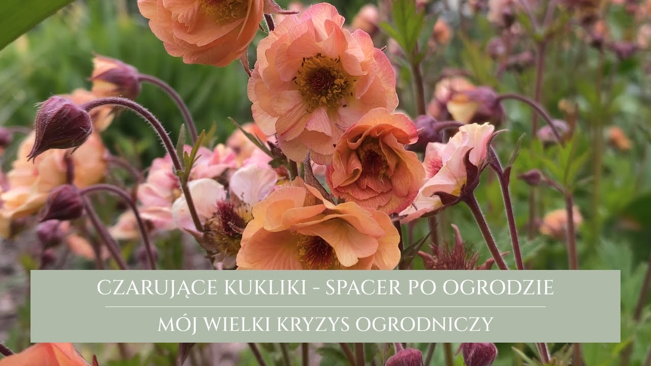 Kwitną kukliki i wielosiły | spacer po ogrodzie | mam kryzys ogrodniczy