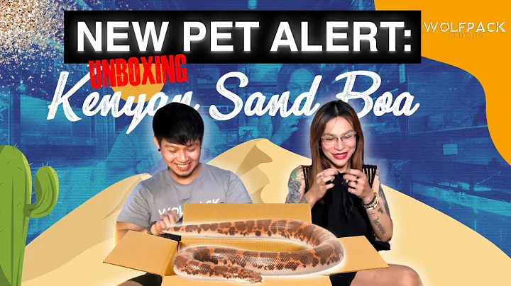 NEW PET ALERT: UNBOXING Kenyan Sand Boa | Wolfpack Exotics
