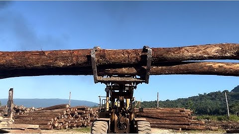 Awesome Operator Wheel Loader Loading  Log With High skills