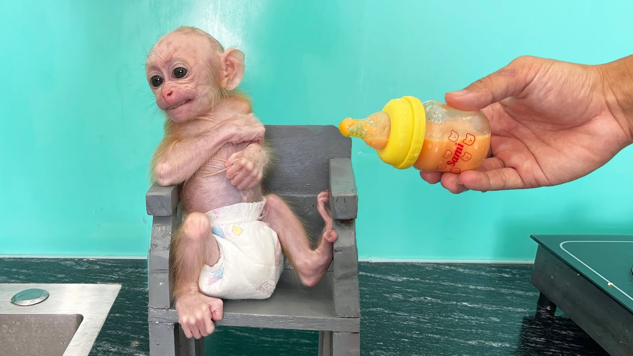 Adorable Baby Monkey Tries Juice for the First Time – Cutest Reaction!