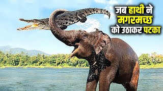 देखिये क्या हुआ जब हाथी ने मगरमच्छ को उठाकर पटका Crocodile Messed with the wrong animal Part 1