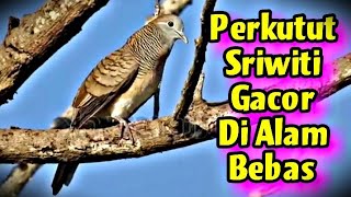 Perkutut SriWiti Gacor Bersahutan Saling Serang Di Alam Bebas ‼️ suara Keras Banget ‼️