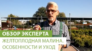 Желтоплодная малина. Особенности и уход(В этом видео наш эксперт расскажет Вам о том, что такое желтоплодная малина, ее особенности и посадка. Если..., 2015-02-04T11:52:22.000Z)