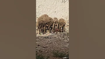 بحال هاد الغنم تأكل من المطرح او المزابل لا تأكل ذبيحتها بلغ النصيحه متابعة تليگرام اكسبلور 